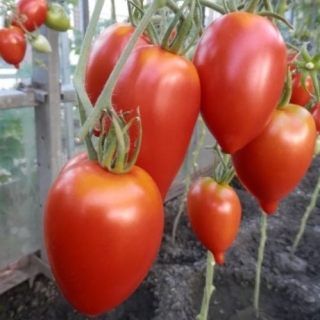 Томат Легенда Тарасенко