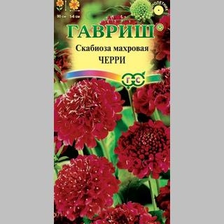 Скабиоза Красный король