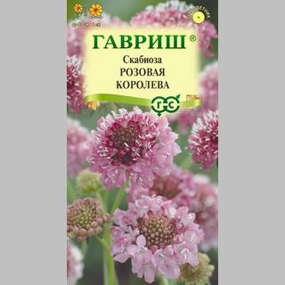 Скабиоза Розовая королева