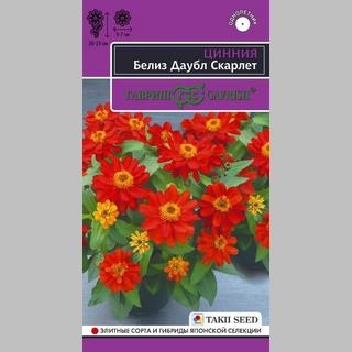 Цинния Белиз Даубл Скарлет