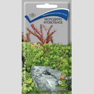 Молодило кровельное