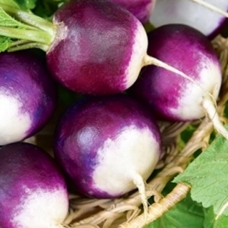 Редис Темная Лошадка