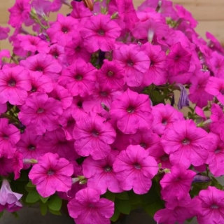 Петуния Водопадия F1 Фуксия