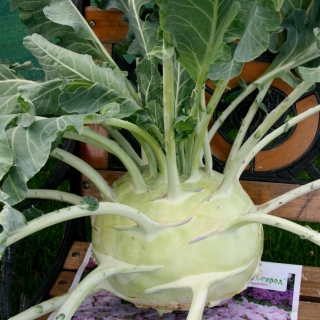 Капуста Русский размер XXL (кольраби)