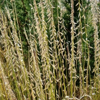 Бутелуа боковая (большой пакет)