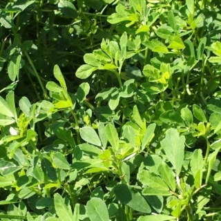 Тригонелла Грибная Трава