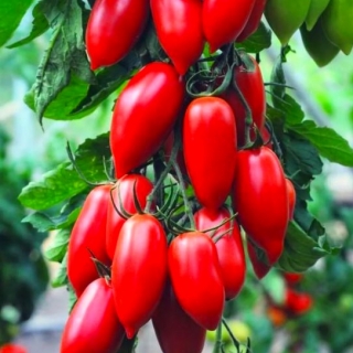 Томат Дамский угодник