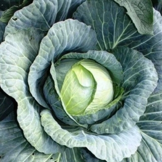 Капуста Урожайная