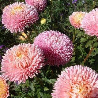 Астра Хризантелла Розовый перламутр