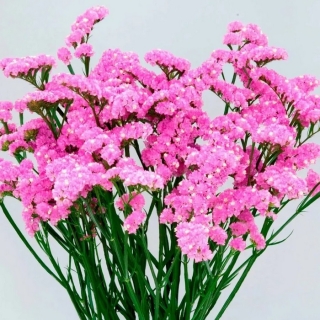 Статица Коралловые рифы