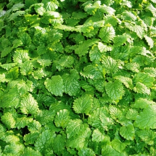 Мелисса Исидора лекарственная