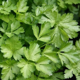 Петрушка Фестивальная (листовая)