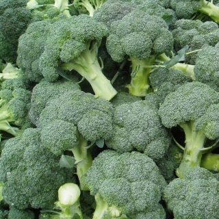 Капуста Мультивитамин