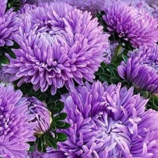 Астра Хризантелла Сиреневый туман