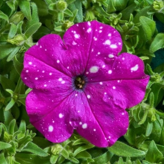 Петуния Дот Стар F1 Темно-фиолетовая