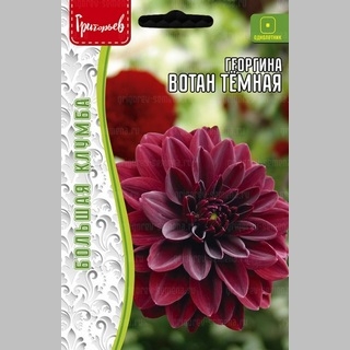 Георгина Вотан Тёмная (Wotan Dark Leaf) (большой пакет)