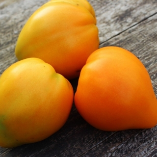 Томат Бычье сердце оранжевое