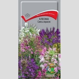 Клеома Смесь окрасок