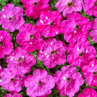 Петуния Дот Стар F1 Темно-розовая
