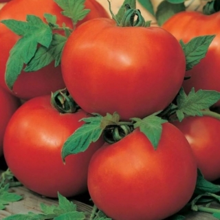 Томат Благовест F1