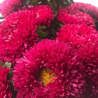 Астра Хризантелла Тропикана