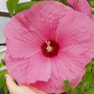 Гибискус Русский размер F1 смесь