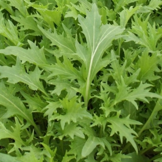 Горчица Старый лекарь (салатная)