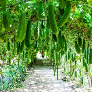 Люффа Мочалка Мойдодыр