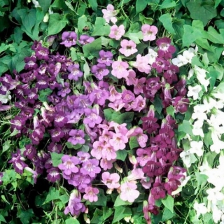 Азарина Фантазия смесь