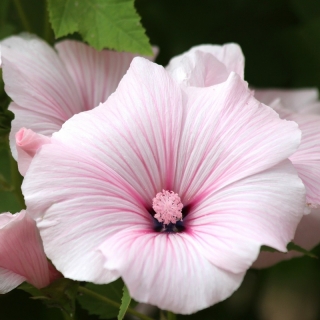 Лаватера Красотка розовая