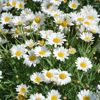 Ромашка Аптечная Айболит