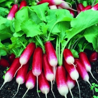 Редис Полинка