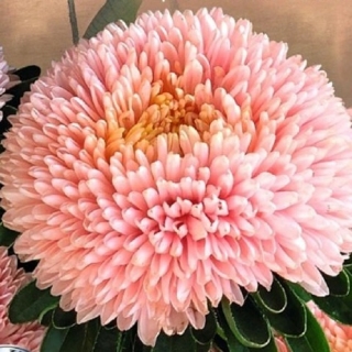 Астра Хризантелла Цветок Лотоса