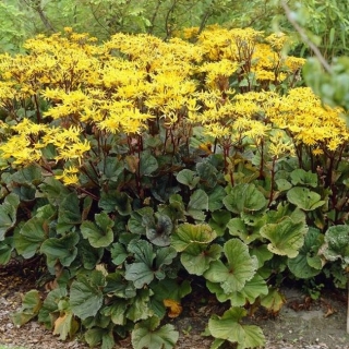 Бузульник Отелло (зубчатый)