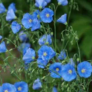 Лен Голубой крупноцветковый