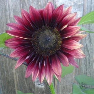 Подсолнечник Дон Жуан