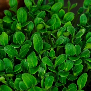 Микрозелень Бораго (огуречная трава)