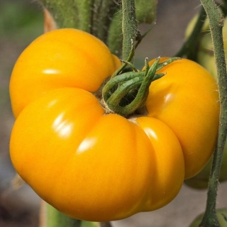 Томат Бренди Вайн Желтый (большой пакет)