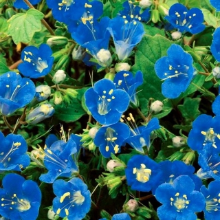 Фацелия Дюймовочка