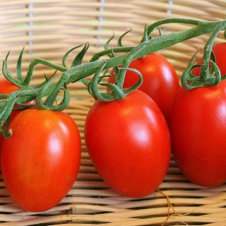 Томат Кмициц (большой пакет)