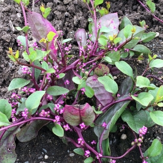 Базелла Заморский гость