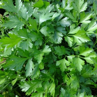 Петрушка Частушка (листовая)