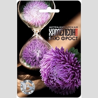 Астра Хамелеон селект Блю Фрост