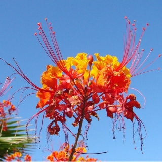 Цезальпиния Красивейшая (большой пакет)