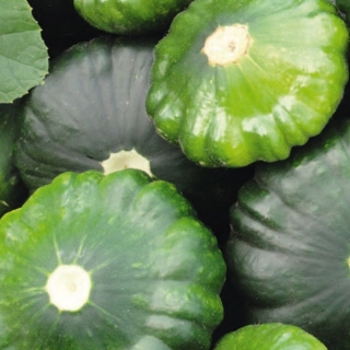 Патиссон Шартрез F1