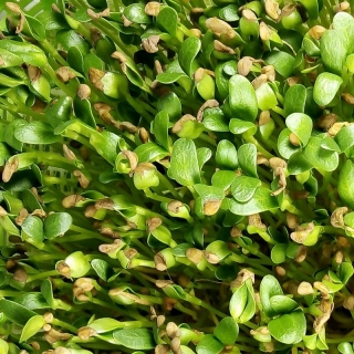 Микрозелень Пажитник Фенугрик