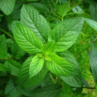 Мята Спеарминт