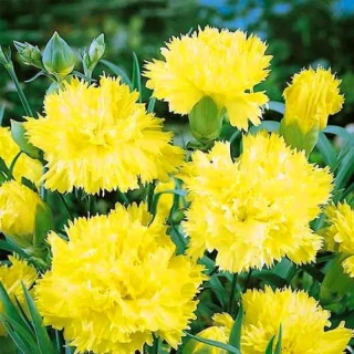 Гвоздика Шабо Шампань (садовая)