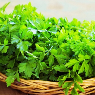 Петрушка Обыкновенная (листовая)