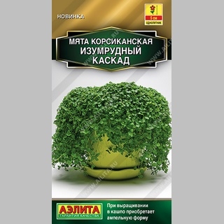 Мята Изумрудный каскад (корсиканская)